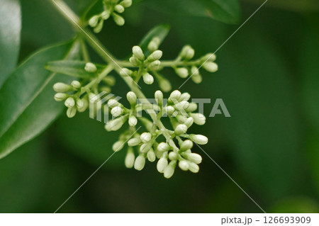 Close up of flowering bush buds Close up of flowering bush buds 126693909