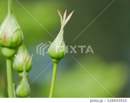 Close up of rose buds Close up of rose buds 126693910