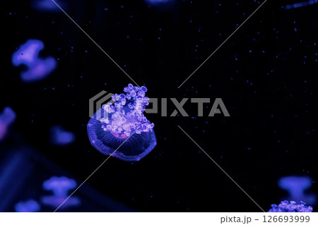 underwater photography jellyfish Cotylorhiza tuberculata, Mediterranean jellyfish underwater photography jellyfish Cotylorhiza tuberculata, Mediterranean jellyfish 126693999