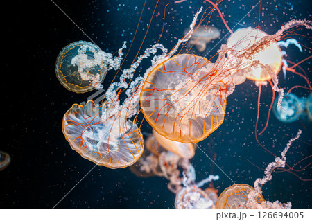 underwater photography jellyfish Chrysaora fuscescens, Pacific sea nettle, West Coast sea nettle 126694005