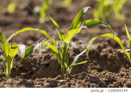 new shoots of young corn in the field are illuminated by sunlight from behind, rows of sprouts planted close to each other 126694144