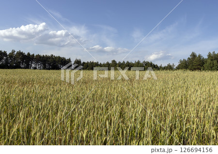 production of agricultural rye plants in eastern Europe during sunset 126694156