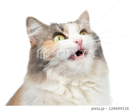 Funny surprised fluffy forest cat bright color isolated on the white background Funny surprised fluffy forest cat bright color isolated on the white background 126694318
