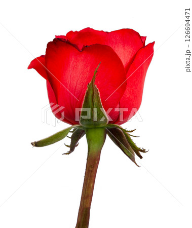 One beautiful bright red rose on a white background. a good present for beloved one. One beautiful bright red rose on a white background. a good present for beloved one. 126694471