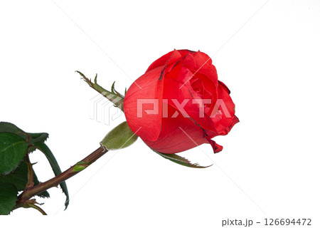 One beautiful bright red rose on a white background. a good present for beloved one. One beautiful bright red rose on a white background. a good present for beloved one. 126694472