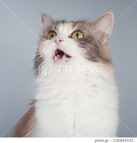 Bright fluffy funny cat isolated on the background 126694555