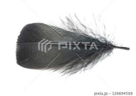 Beautiful black feather isolated on white background Beautiful black feather isolated on white background 126694589
