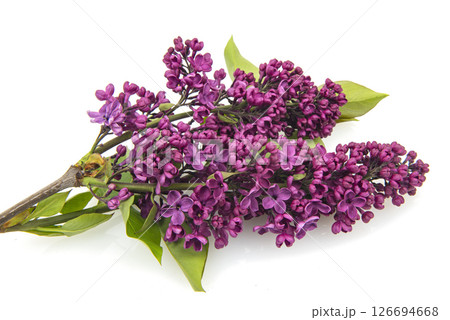 Branch of purple lilac isolated on a white background Branch of purple lilac isolated on a white background 126694668