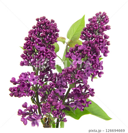 Branch of purple lilac isolated on a white background Branch of purple lilac isolated on a white background 126694669
