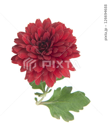 dark pink chrysanthemum flowers on a white background dark pink chrysanthemum flowers on a white background 126694688