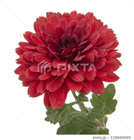 dark red chrysanthemum flowers on a white background 126694689