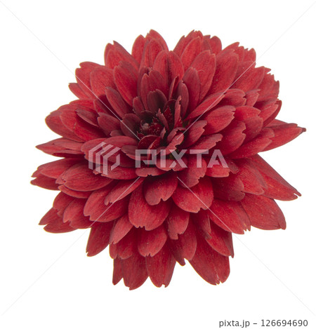 dark red chrysanthemum flowers on a white background 126694690