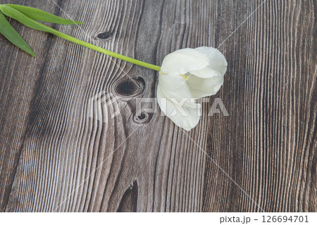 Tulips flowers bunch on dark barn wood planks background. Empty space for copy, text, lettering. 126694701