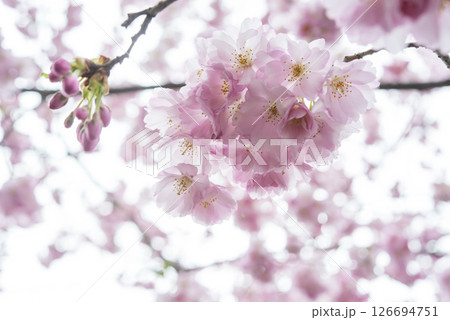Beautiful cherry blossom sakura in spring time over blue sky. 126694751