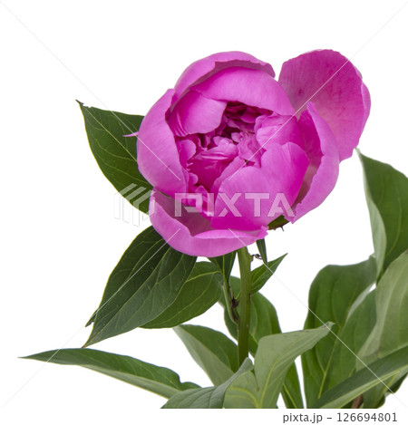 Pink peony isolated on white background 126694801