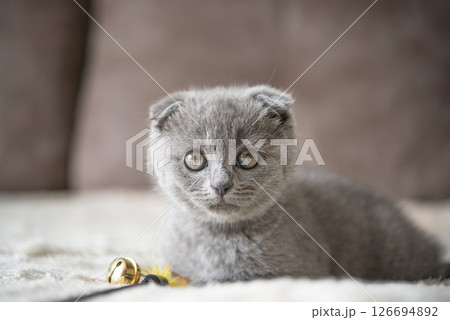 Gray British cat kitten funny pet selective focus 126694892