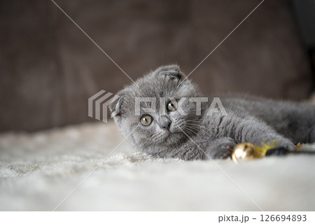 Gray British cat kitten funny pet selective focus 126694893
