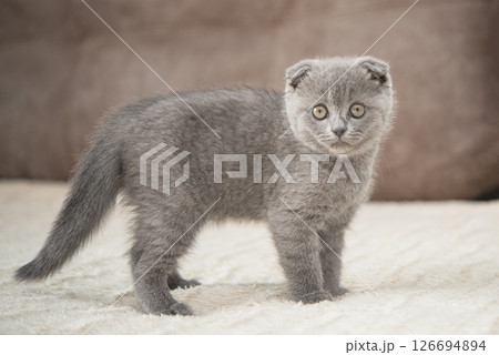 Gray British cat kitten funny pet selective focus 126694894