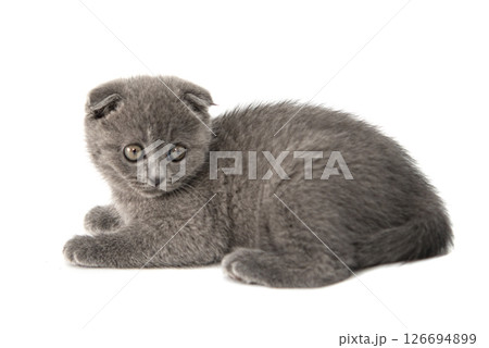 Gray British cat kitten funny pet selective focus isolated on the white background Gray British cat kitten funny pet selective focus isolated on the white background 126694899