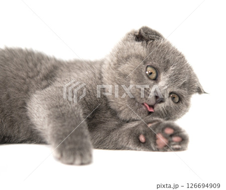 Gray British cat kitten funny pet selective focus isolated on the white background Gray British cat kitten funny pet selective focus isolated on the white background 126694909
