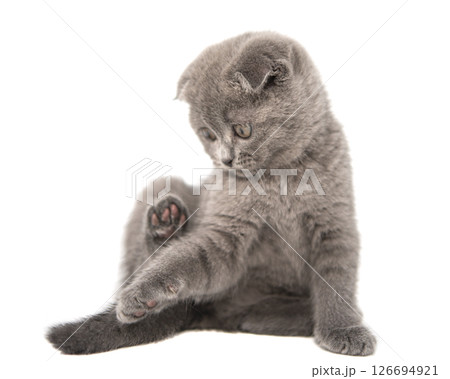 Gray British cat kitten funny pet selective focus isolated on the white background Gray British cat kitten funny pet selective focus isolated on the white background 126694921