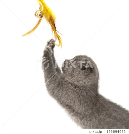 Gray British cat kitten funny pet selective focus isolated on the white background 126694933
