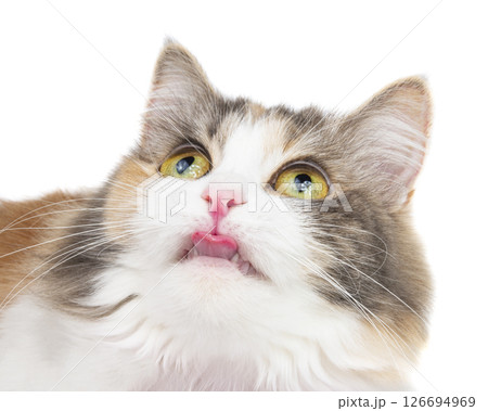 Funny fluffy forest cat bright color isolated on the white background Funny fluffy forest cat bright color isolated on the white background 126694969