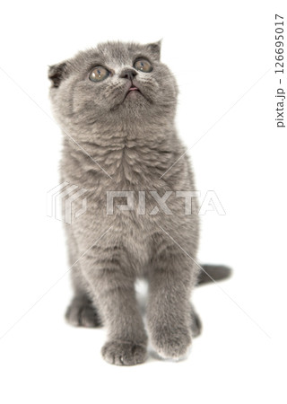 Gray British cat kitten funny pet selective focus isolated on the white background Gray British cat kitten funny pet selective focus isolated on the white background 126695017