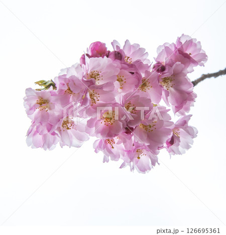 Selective focus of beautiful branches of pink Cherry blossoms on the tree under blue sky, Beautiful Sakura flowers during spring season in the park, Flora pattern texture, Nature floral background. Selective focus of beautiful branches of pink Cherry blossoms on the tree under blue sky, Beautiful Sakura flowers during spring season in the park, Flora pattern texture, Nature floral background. 126695361