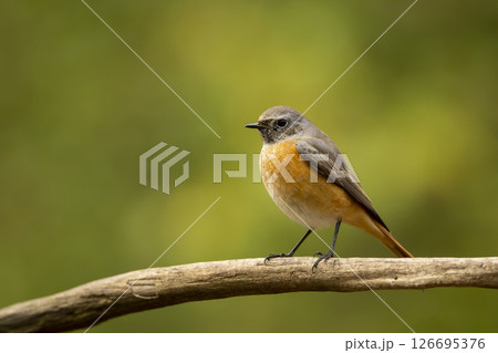 Common redstart perched on branch of tree branch (Phoenicurus phoenicurus). Beautiful bird perched on branch of tree in the forest. Wildlife in nature.  Czech republic 126695376