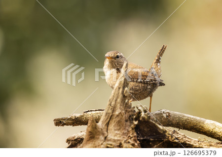 Eurasian wren (Troglodytes troglodytes), small tiny bird in the nature forest habitat. Little wren sitting on the branch, clear green background. Czech republic Eurasian wren (Troglodytes troglodytes), small tiny bird in the nature forest habitat. Little wren sitting on the branch, clear green background. Czech republic 126695379
