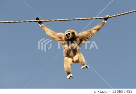 Gibbon Hanging from Rope Against Clear Sky 126695452
