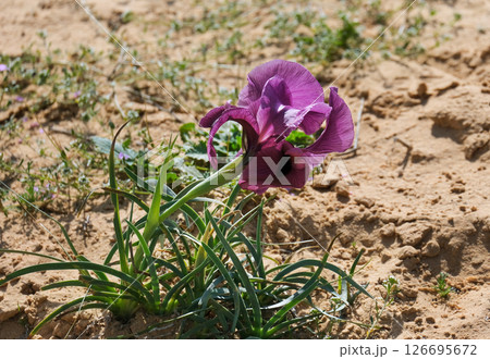 Negev iris or Iris Mariae in the Negev desert 126695672