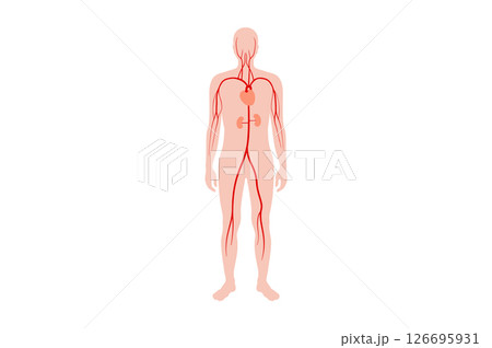 Main arteries and heart Main arteries and heart 126695931
