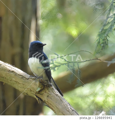 木に止まるオオルリ 126695941