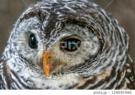 アカシモリフクロウの頭部アップ アカシモリフクロウの頭部アップ 126695986