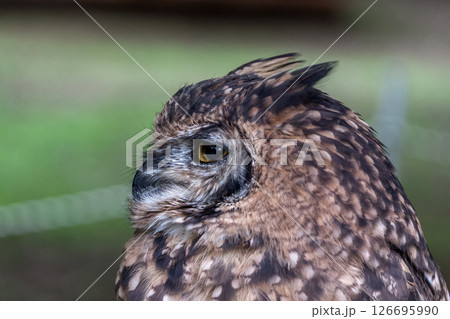 鮮やかな黄色の虹彩を持つアフリカワシミミズクの目線 鮮やかな黄色の虹彩を持つアフリカワシミミズクの目線 126695990
