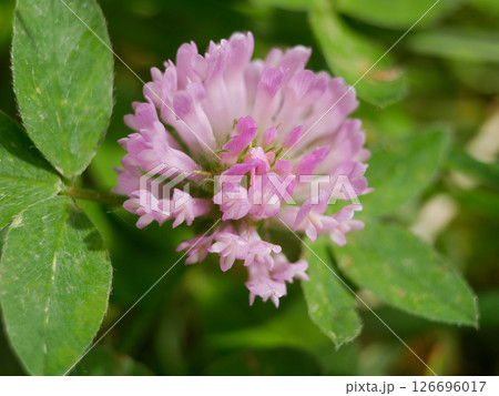 Rifolium Pratense pink clover flower close up. Macro background banner wallpaper high quality 126696017