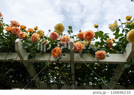 中之条ガーデンズ　ローズガーデンエリア 126696210