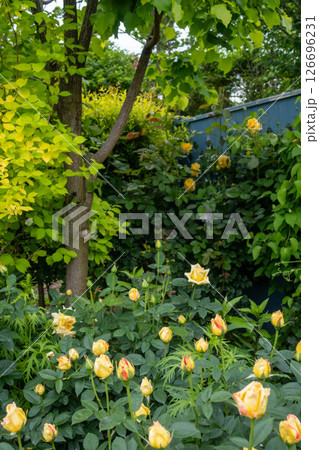 中之条ガーデンズ ローズガーデンエリア 中之条ガーデンズ ローズガーデンエリア 126696231