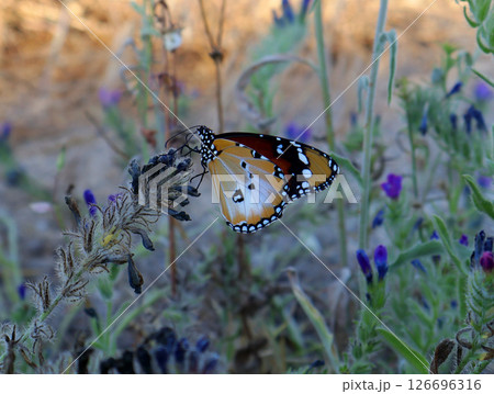 An African monarch butterfly with striking orange and black wings rests delicately on a wildflower surrounded by green foliage in its natural environment during a warm afternoon. An African monarch butterfly with striking orange and black wings rests delicately on a wildflower surrounded by green foliage in its natural environment during a warm afternoon. 126696316
