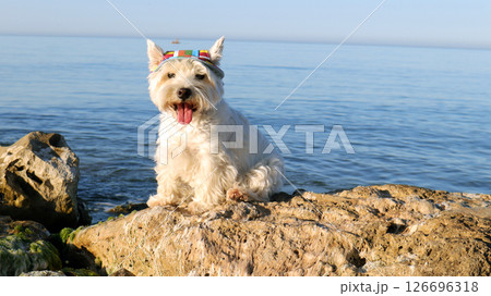 A joyful dog with white fur and a vibrant hat sits on a sunlit rock overlooking the serene sea. Gentle waves reflect the clear blue sky on this beautiful day. 126696318