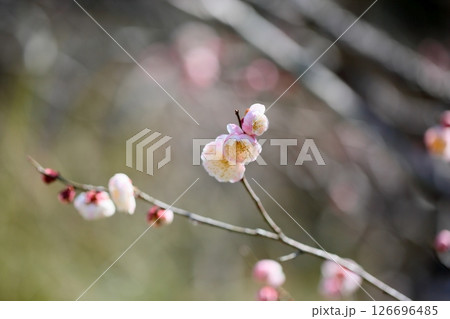 綺麗な梅の花 朱鷺の舞 綺麗な梅の花 朱鷺の舞 126696485