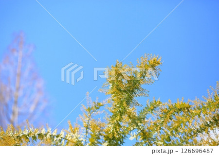 明るい　アカシアの花 126696487