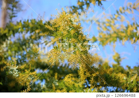 明るい アカシアの花 明るい アカシアの花 126696488