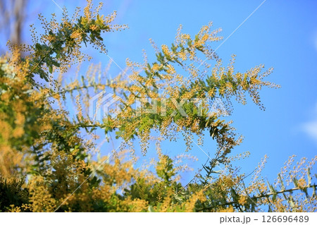 明るい　アカシアの花 126696489