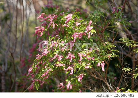 可愛い　ピンクの馬酔木の花 126696492