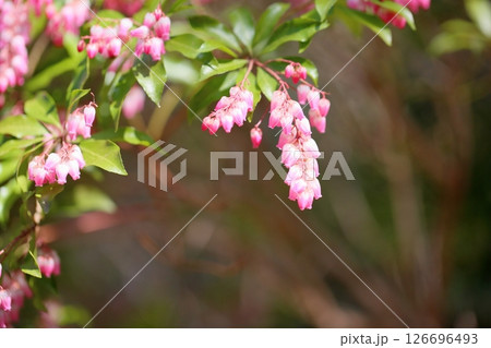 可愛い　ピンクの馬酔木の花 126696493