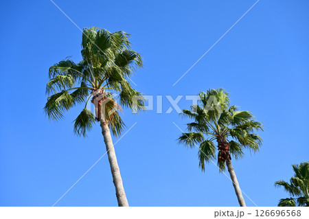 Summer (夏イメージ：ヤシの木)　椰子 126696568