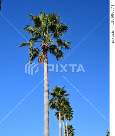 Summer (夏イメージ：ヤシの木)　椰子 126696571
